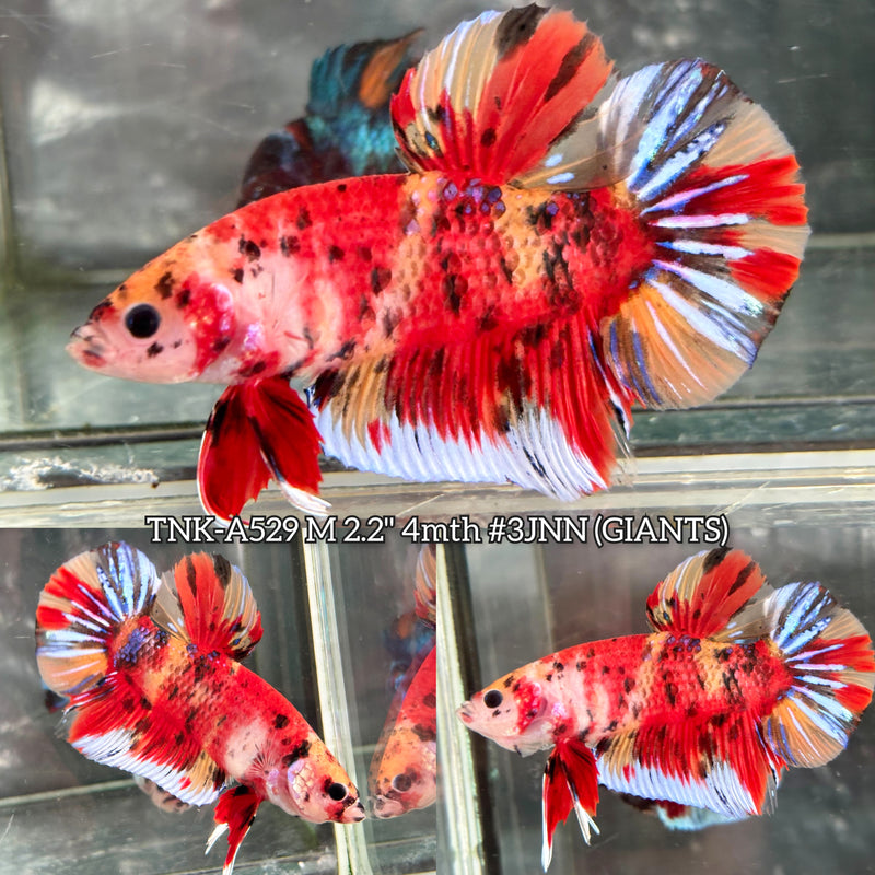 Live Male Betta Red Metallic Koi Giants Plakat (TNK-A529) High quality what you see what you get!!