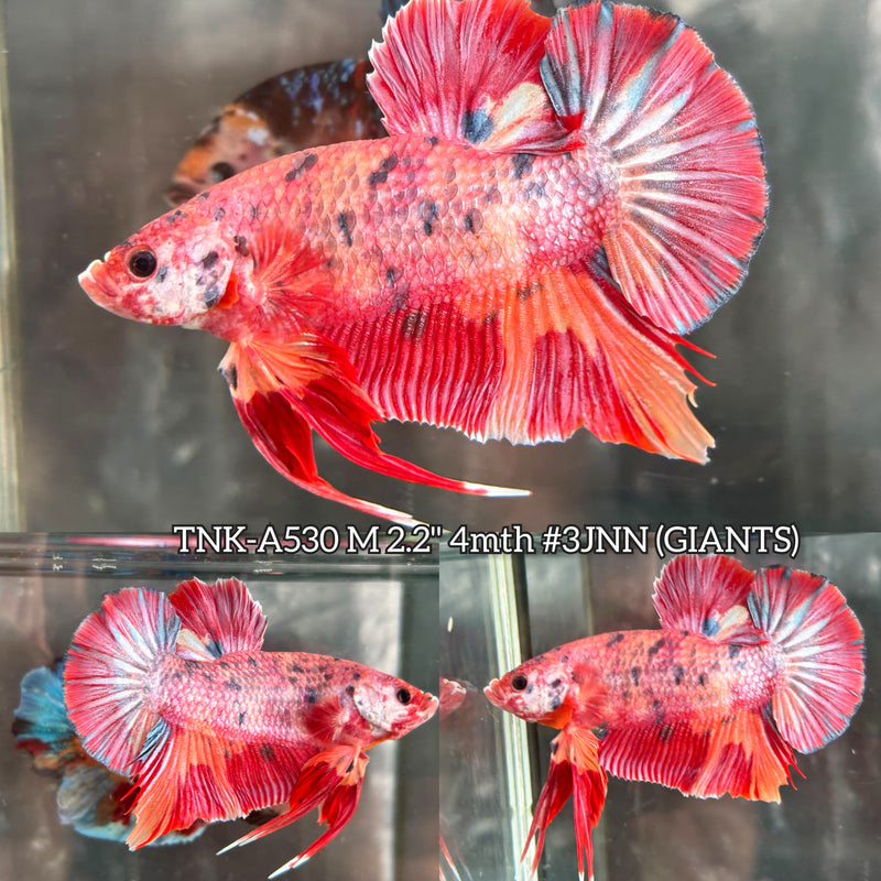 Live Male Betta Candy Sweet colors Giants Plakat (TNK-A530) High quality what you see what you get!!