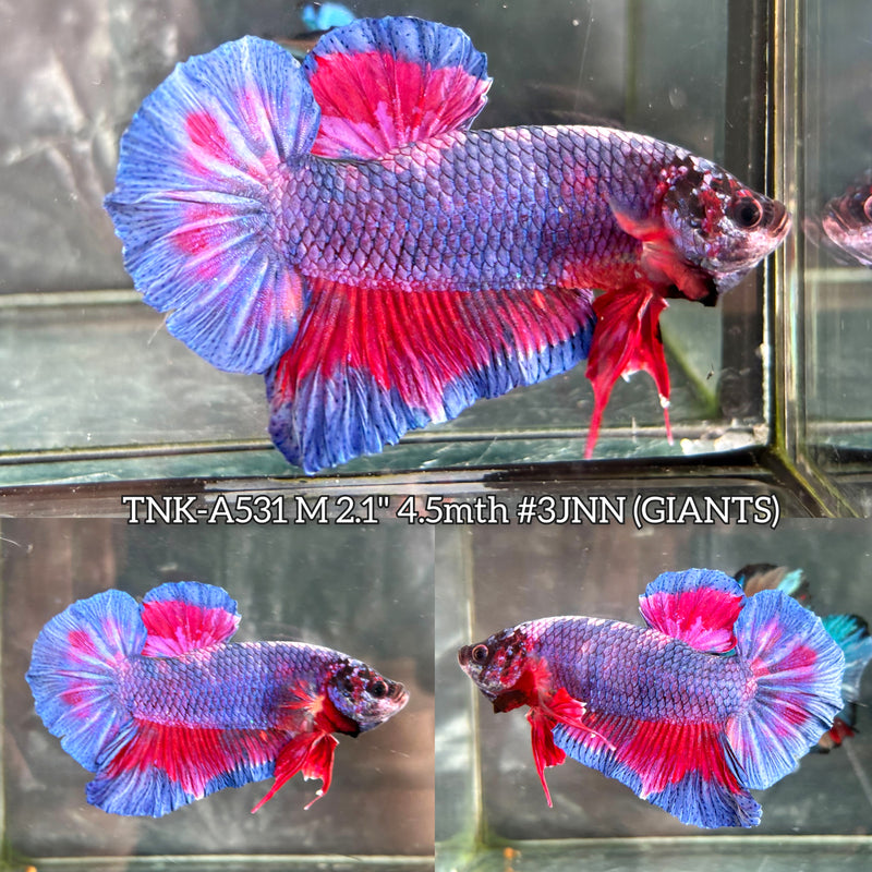 Live Male Betta Blue Pink Fancy Marble Giants Plakat (TNK-A531) High quality what you see what you get!!