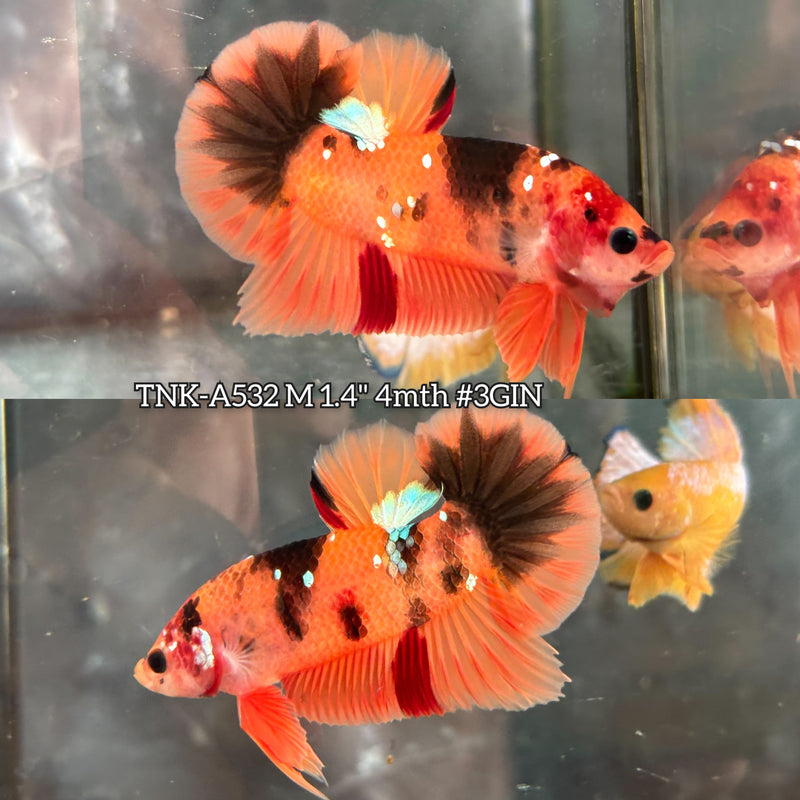 Live Male Betta Orange Galaxy Nemo Plakat (TNK-A532) High quality what you see what you get!!