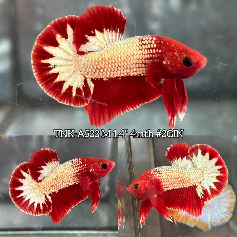Live Male Betta Fancy Red Hellboy Startail Plakat (TNK-A533) High quality what you see what you get!!