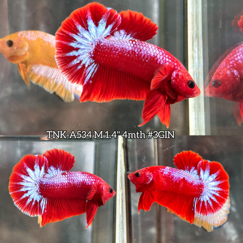Live Male Betta Fancy Red Hellboy Startail Plakat (TNK-A534) High quality what you see what you get!!
