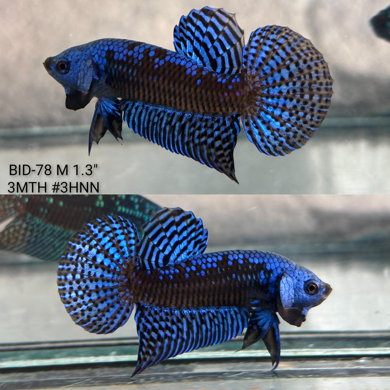 Live Male Betta Blue Samurai Alien Hybrid wild Plakat (BID-78) High quality what you see what you get!!