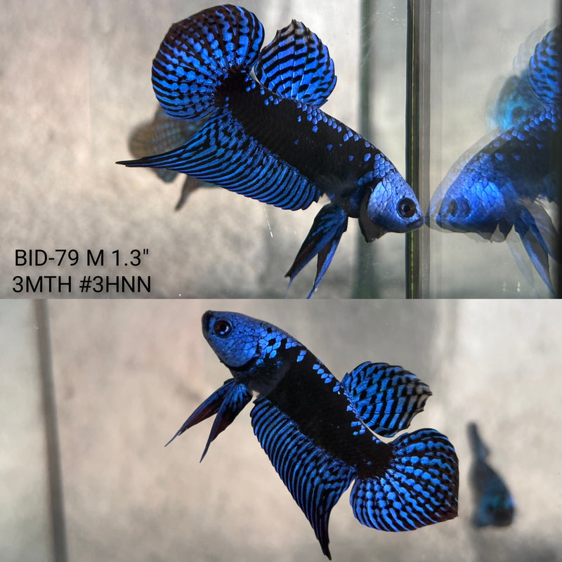 Live Male Betta Blue Samurai Alien Hybrid wild Plakat (BID-79) High quality what you see what you get!!
