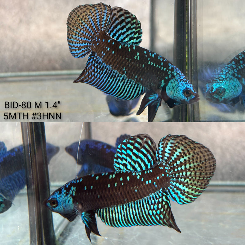 Live Male Betta Green Samurai Alien Hybrid wild Plakat (BID-80) High quality what you see what you get!!