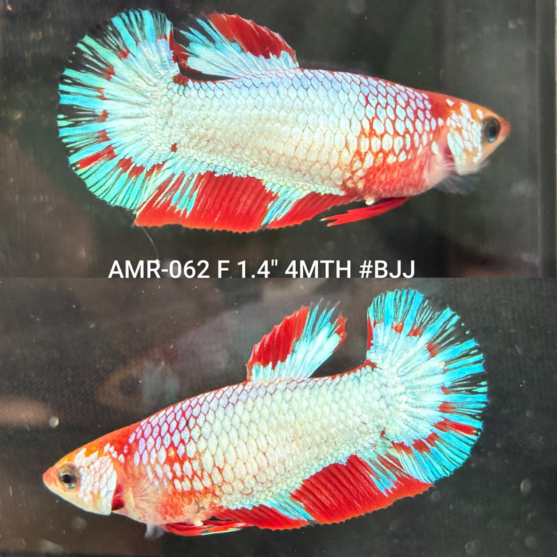 Live Female Betta Fancy Red Koi Plakat (AMR-062) High quality what you see what you get!!