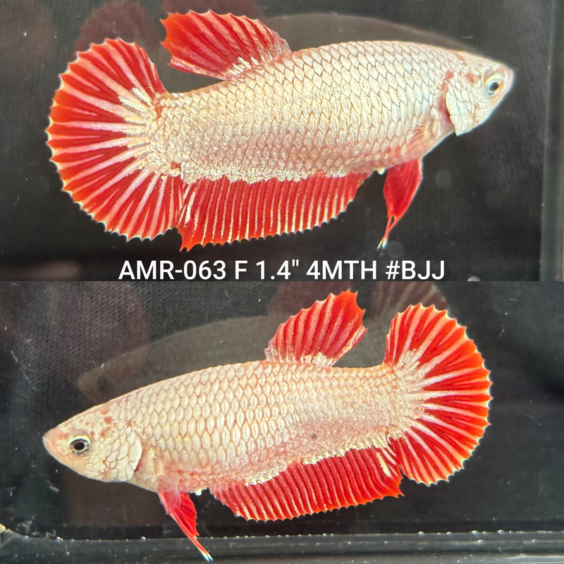 Live Female Betta Red Dragon Plakat (AMR-063) High quality what you see what you get!!