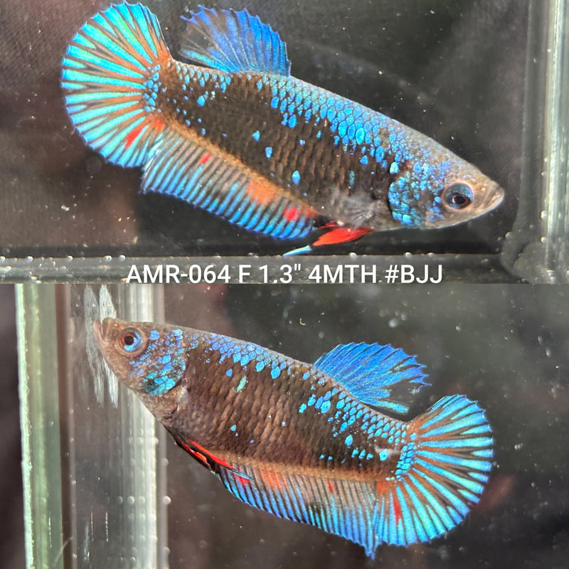 Live Female Betta Blue Black Galaxy Avatar Plakat (AMR-064) High quality what you see what you get!!