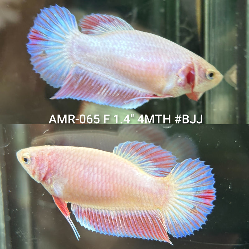 Live Female Betta Fancy Pink Sweet colors Plakat (AMR-065) High quality what you see what you get!!