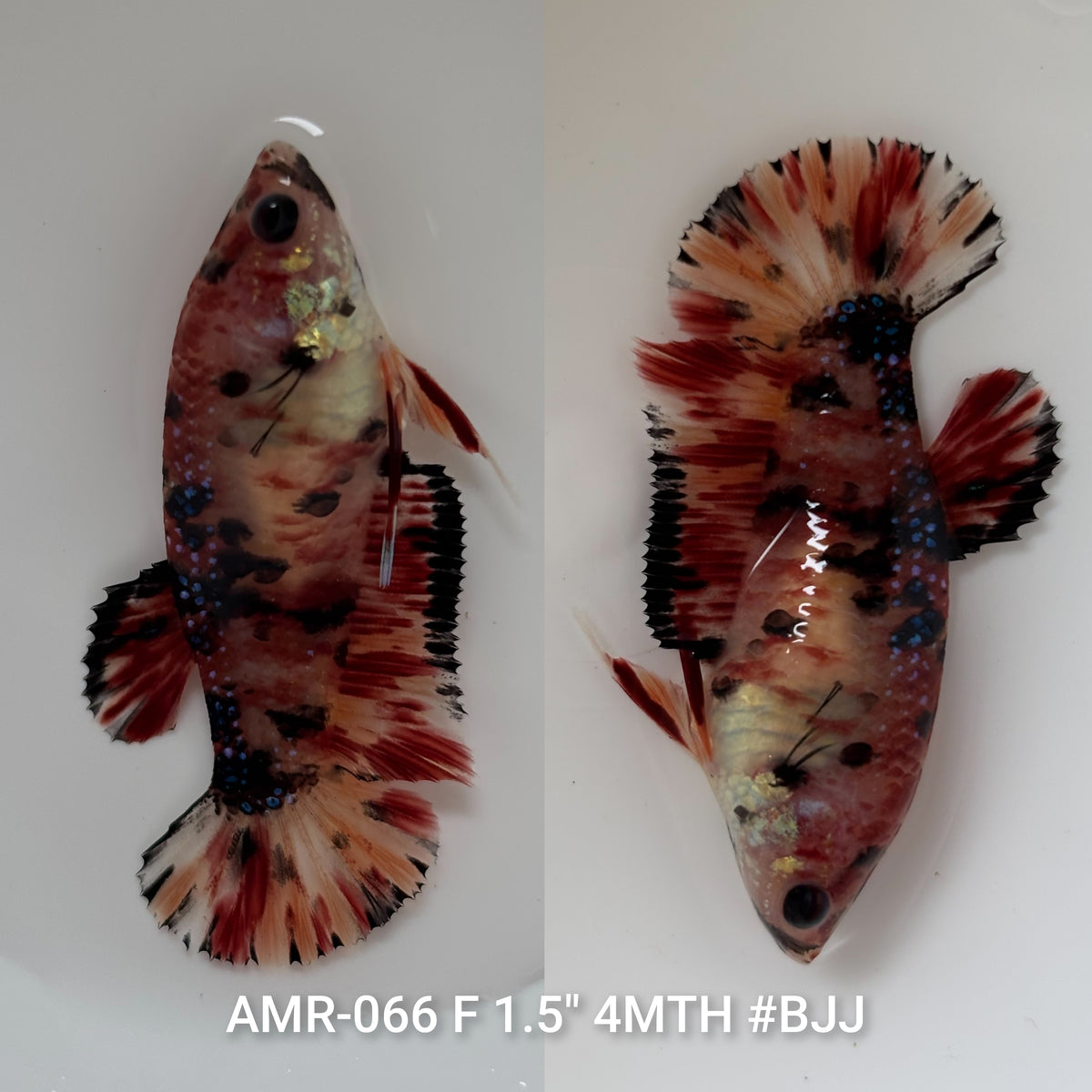 Live Female Betta Orange Red Nemo Metallic Plakat (AMR-066)S055✔️ High quality what you see what you get!!