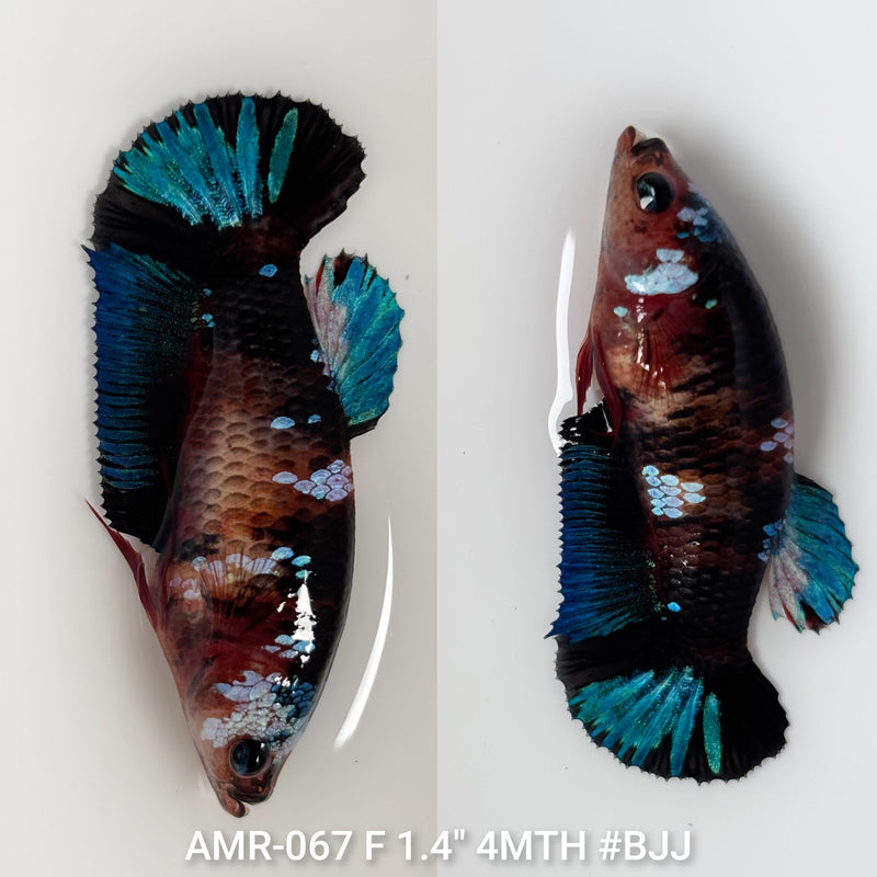 Live Female Betta Black Galaxy Koi Plakat (AMR-067) High quality what you see what you get!!