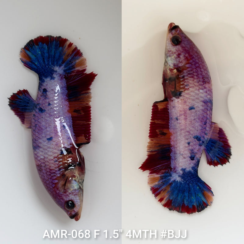 Live Female Betta Candy Marble Plakat (AMR-068) High quality what you see what you get!!