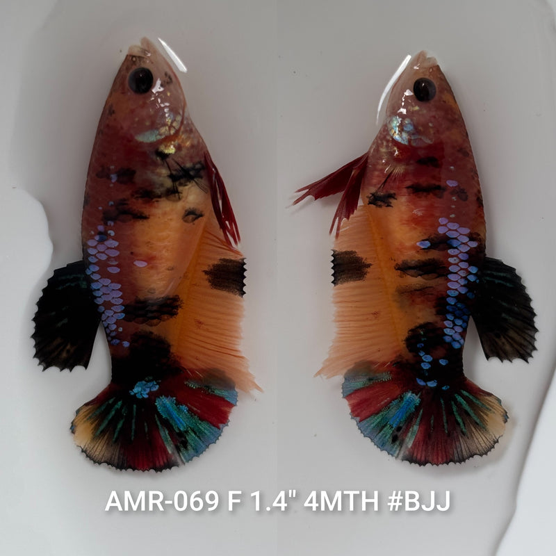 Live Female Betta Galaxy Nemo Plakat (AMR-069) High quality what you see what you get!!
