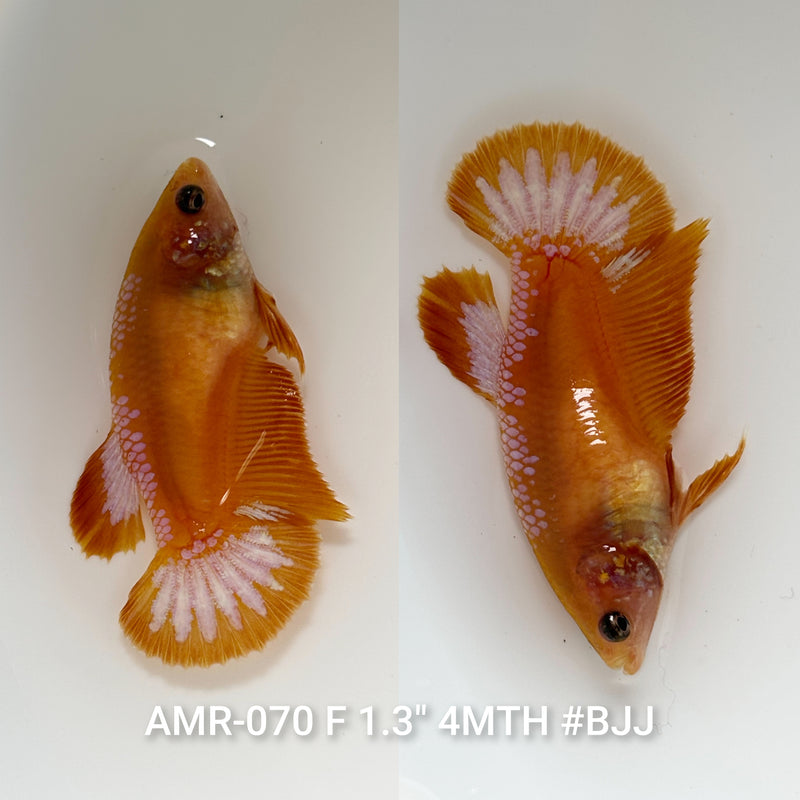Live Female Betta Fancy Yellow Hellboy Startail Plakat (AMR-070) High quality what you see what you get!!