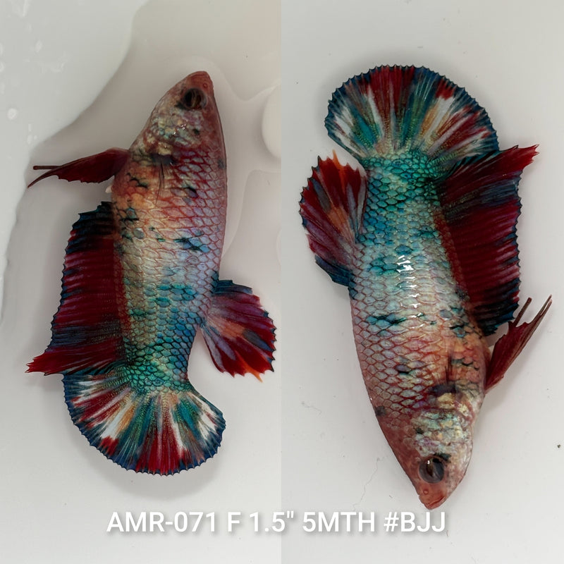 Live Female Betta Fancy Marble Plakat (AMR-071) High quality what you see what you get!!