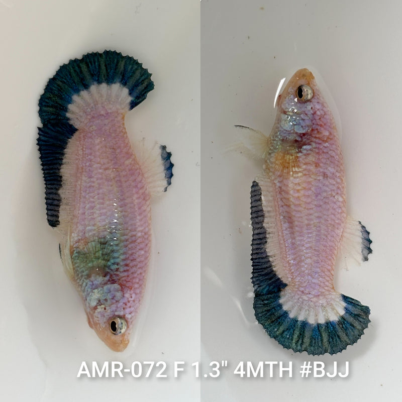 Live Female Betta Green rim Marble Plakat (AMR-072) High quality what you see what you get!!