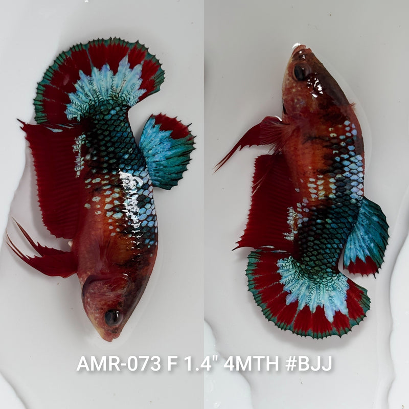 Live Female Betta Fancy Red Hellboy Plakat (AMR-073) High quality what you see what you get!!