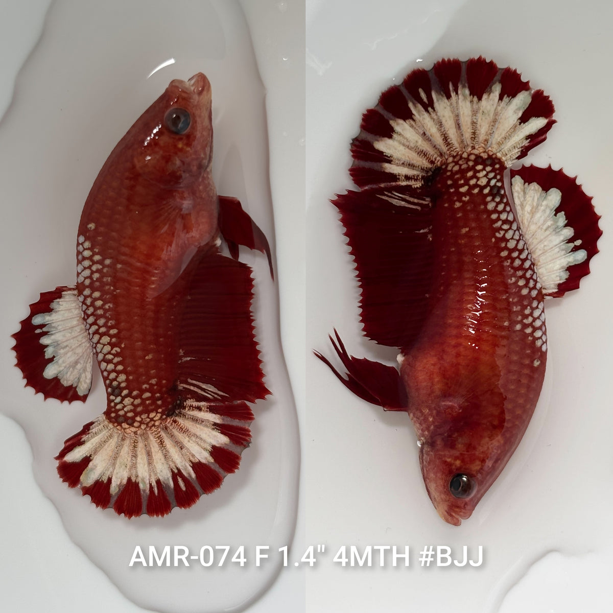 Live Female Betta Red Hellboy Startail Plakat (AMR-074)CUP High quality what you see what you get!!