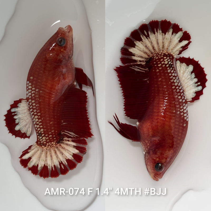 Live Female Betta Red Hellboy Startail Plakat (AMR-074) High quality what you see what you get!!