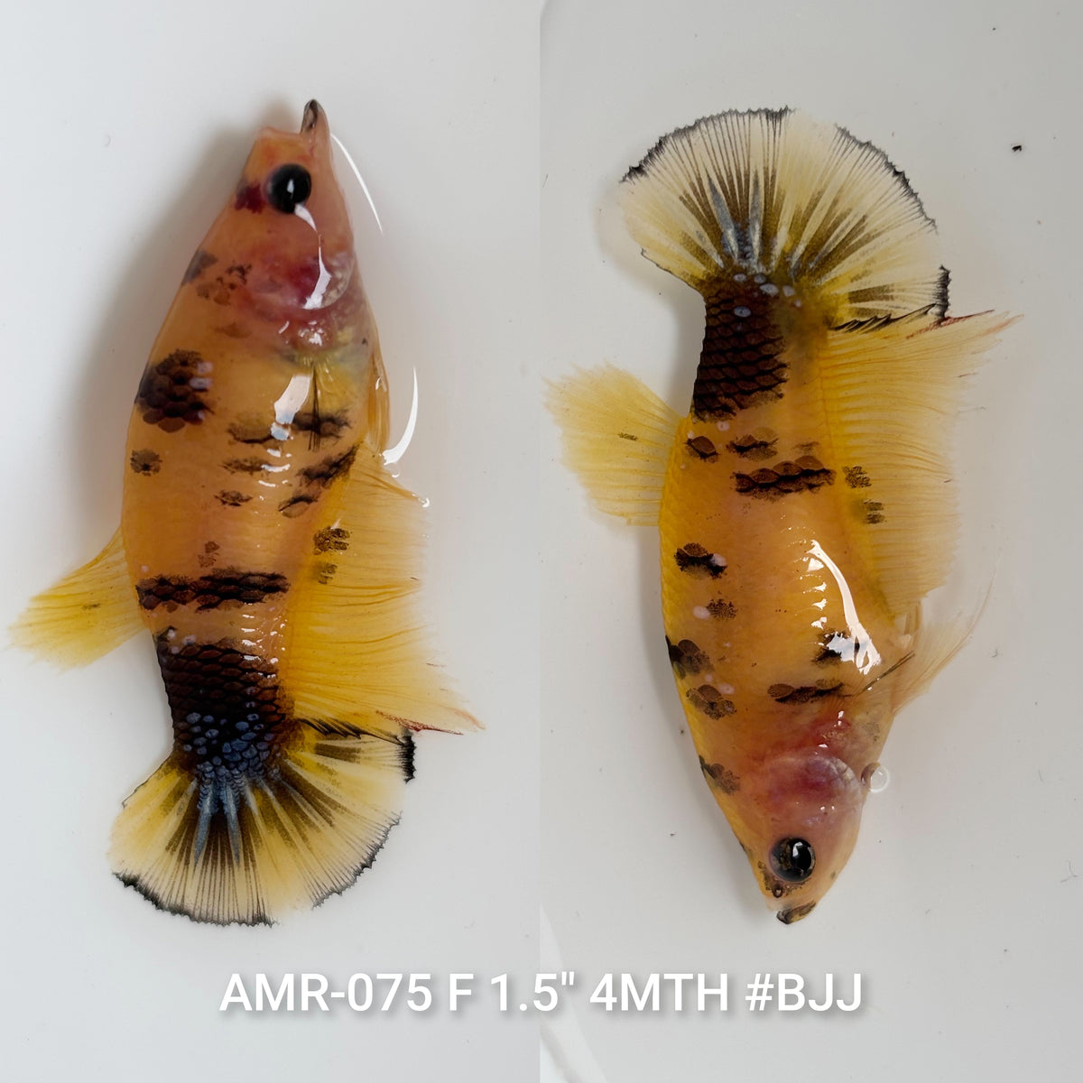 Live Female Betta Yellow Tiger Koi Plakat (AMR-075)S206✔️ High quality what you see what you get!!