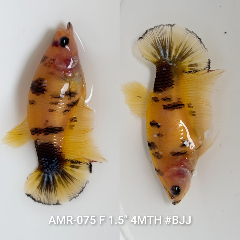 Live Female Betta Yellow Tiger Koi Plakat (AMR-075) High quality what you see what you get!!