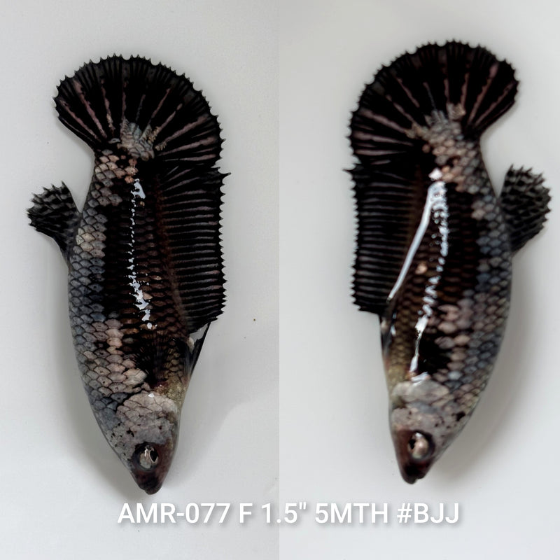 Live Female Betta Black Samurai Plakat (AMR-077) High quality what you see what you get!!
