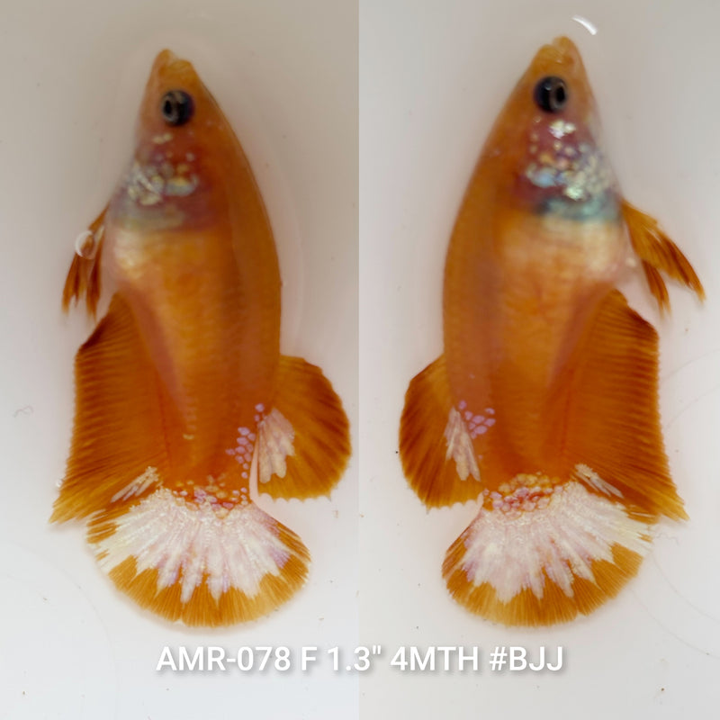 Live Female Betta Yellow Hellboy Startail Plakat (AMR-078) High quality what you see what you get!!