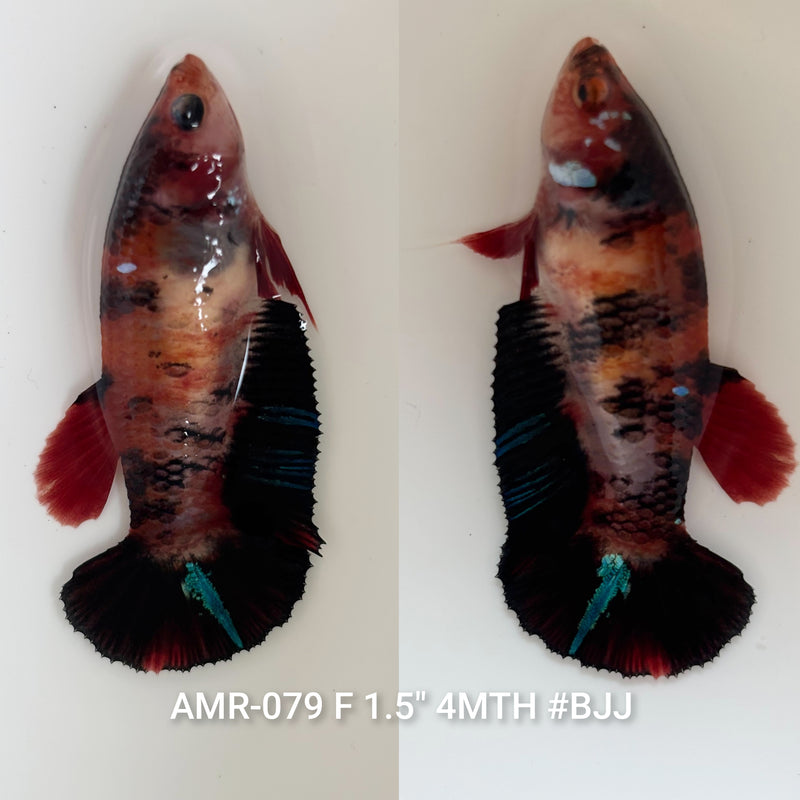 Live Female Betta Black Koi Plakat (AMR-079) High quality what you see what you get!!