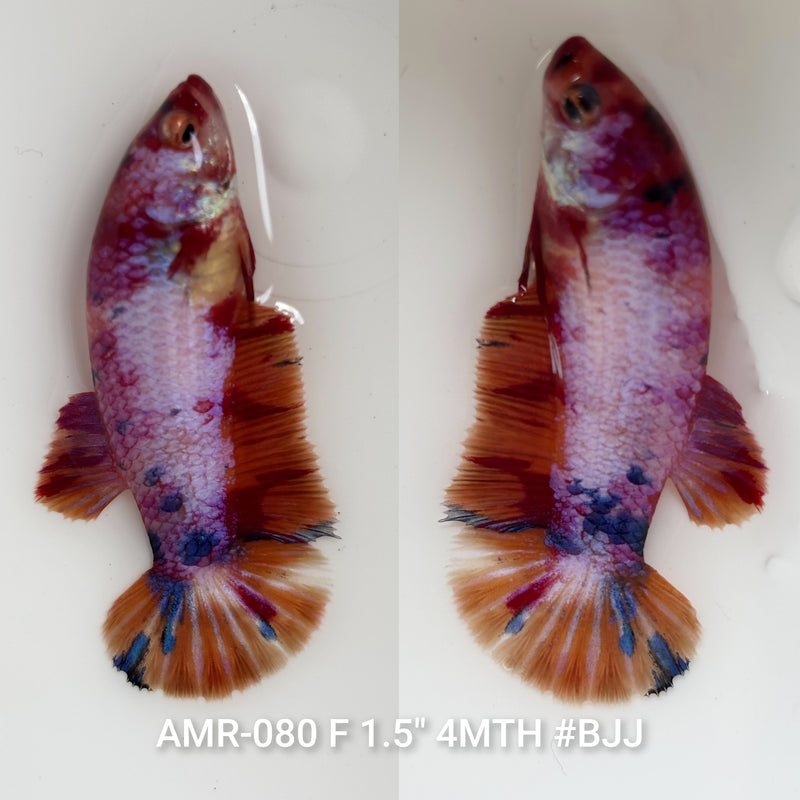Live Female Betta Candy Sweet colors Plakat (AMR-080) High quality what you see what you get!!