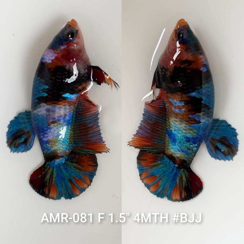 Live Female Betta Galaxy Koi Plakat (AMR-081) High quality what you see what you get!!