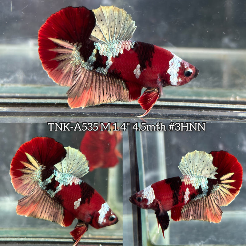 Live Male Betta Red Galaxy Koi Plakat (TNK-A535) High quality what you see what you get!!