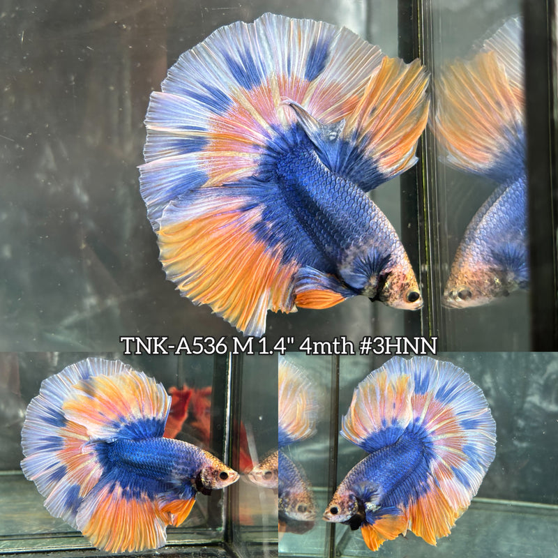 Live Male Betta Fancy Yellow Blue Grizzle Halfmoon (TNK-A536) High quality what you see what you get!!