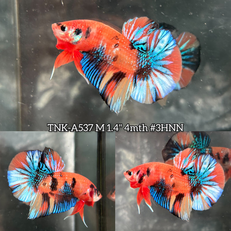 Live Male Betta Orange Metallic Koi Plakat (TNK-A537) High quality What you see What you get!!