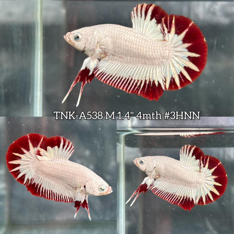 Live Male Betta Red Snow Dragon Plakat (TNK-A538) High quality What you see What you get!!