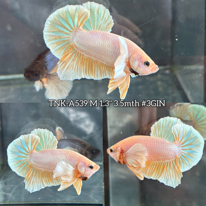 Live Male Betta Fancy Gold Light Colors Dumbo big ear Plakat (TNK-A539) High quality What you see What you get!!