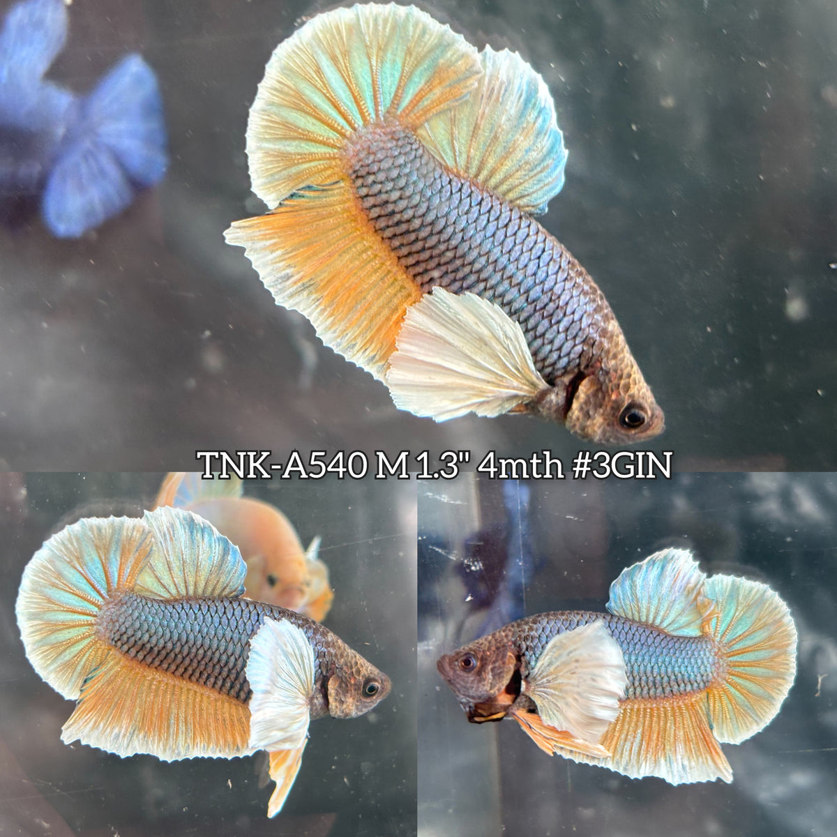 Live Male Betta Yellow Mustard Dumbo big ear Plakat (TNK-A540) S069 High quality What you see What you get!!
