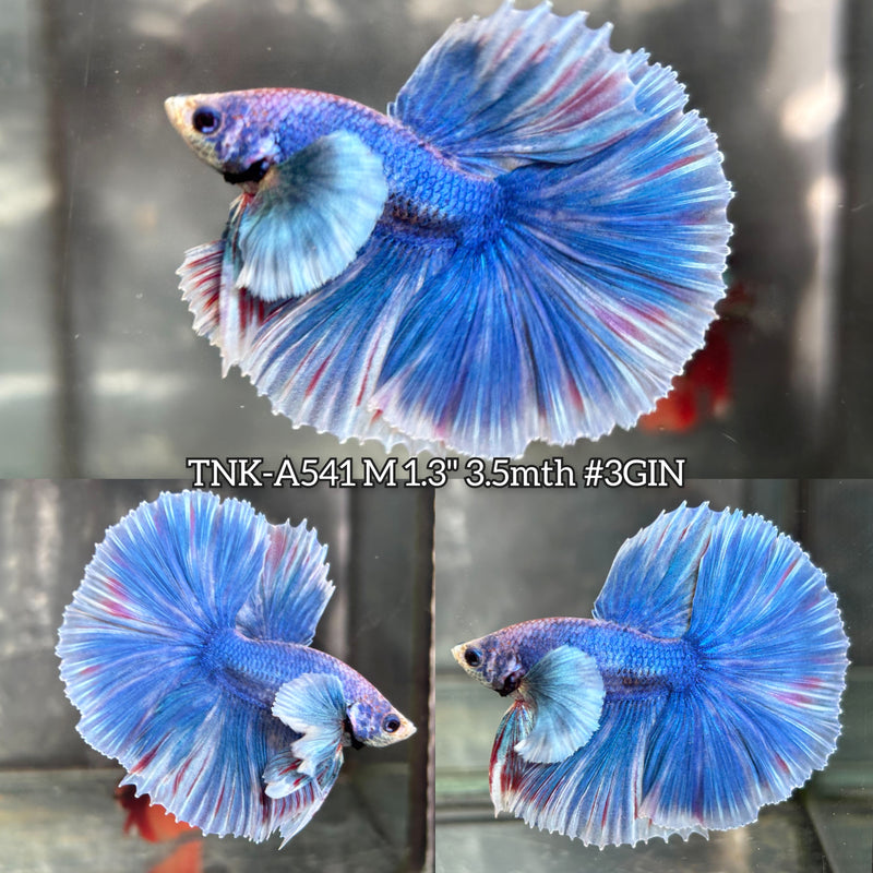 Live Male Betta Fancy Blue Grizzle Dumbo big ear Halfmoon (TNK-A541) High quality What you see What you get!!