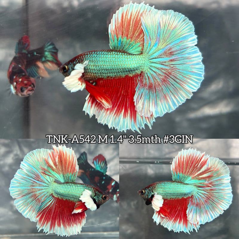 Live Male Betta Fancy Green Red Dumbo big ear Halfmoon (TNK-A542) High quality What you see What you get!!