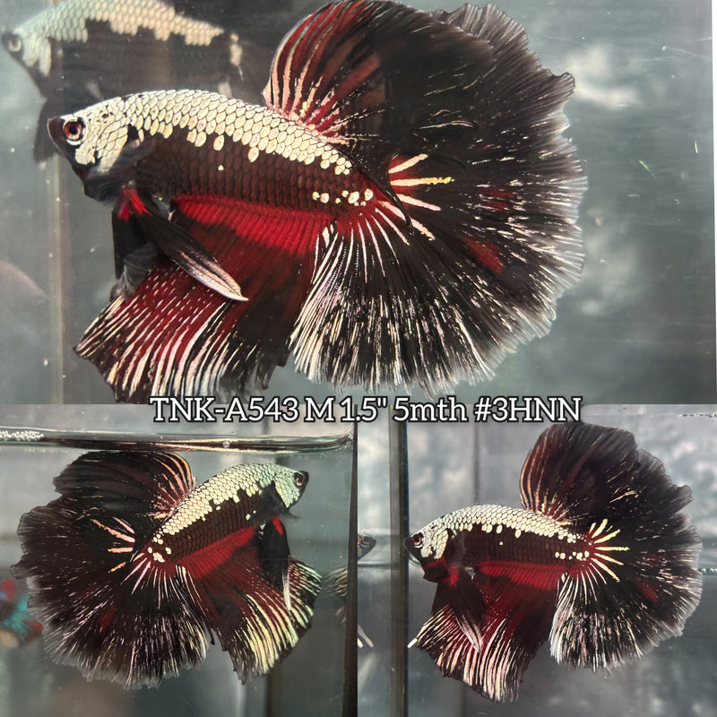 Live Male Betta Black Red Samurai Halfmoon (TNK-A543) High quality What you see What you get!!
