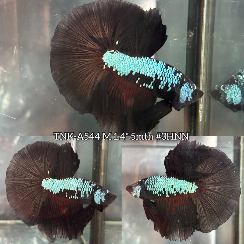 Live Male Betta Black Mamba Halfmoon (TNK-A544) High quality What you see What you get!!