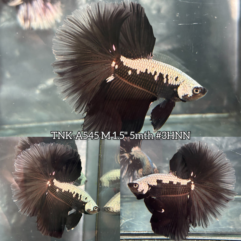 Live Male Betta Black Samurai Halfmoon (TNK-A545) High quality What you see What you get!!