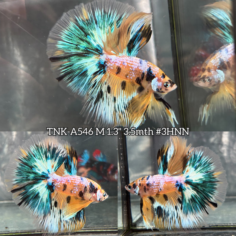 Live Male Betta Yellow Tiger Galaxy Koi Over Halfmoon (TNK-A546) High quality What you see What you get!!