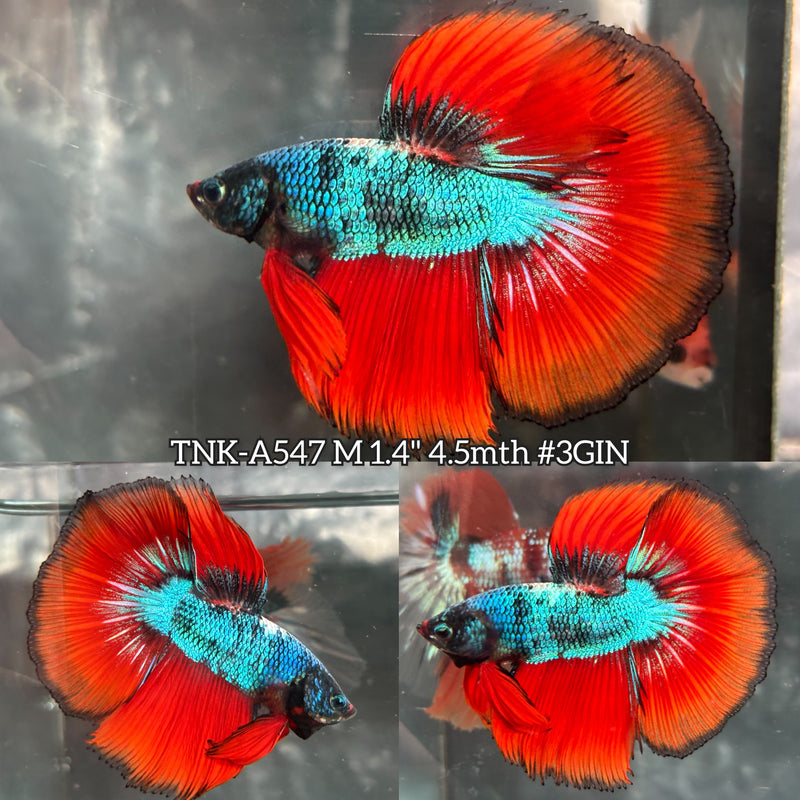 Live Male Betta Turquoise Blue Metallic Scale Halfmoon (TNK-A547) High quality What you see What you get!!
