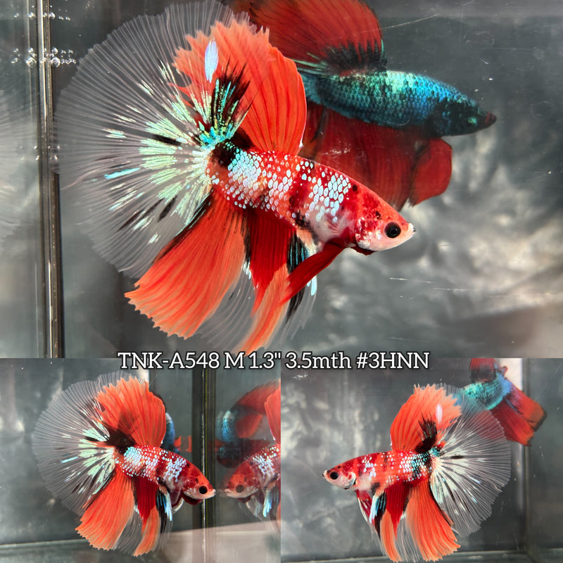 Live Male Betta Orange Galaxy Nemo Halfmoon (TNK-A548) High quality What you see What you get!!