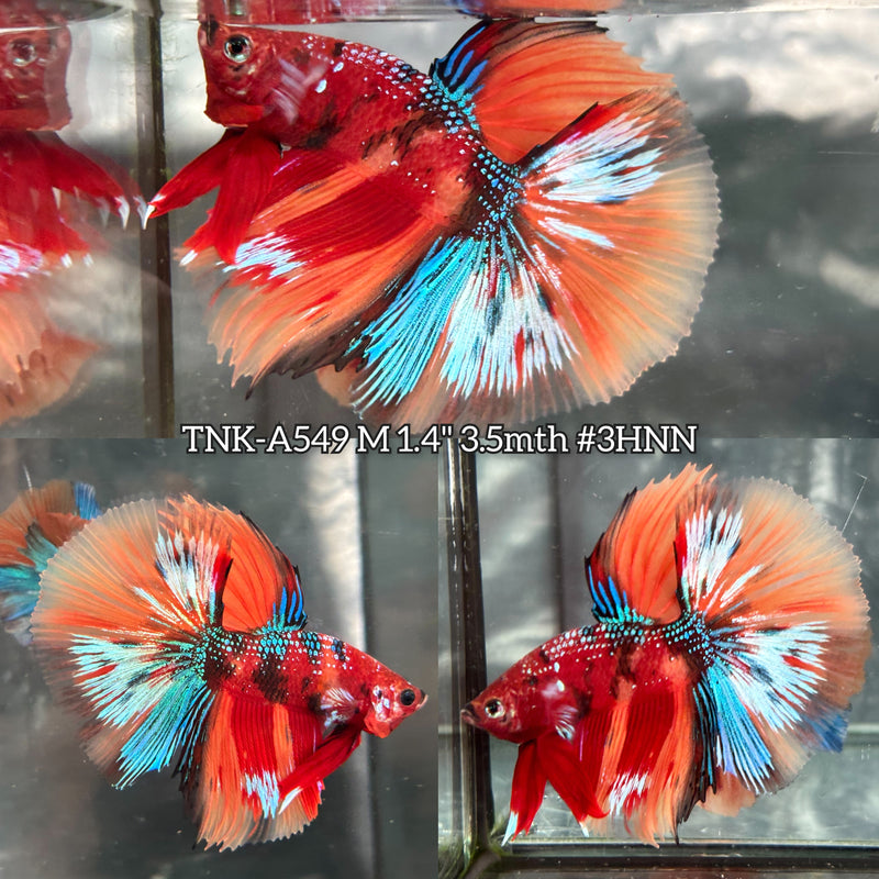Live Male Betta Red Orange Galaxy Koi Over Halfmoon (TNK-A549) High quality What you see What you get!!