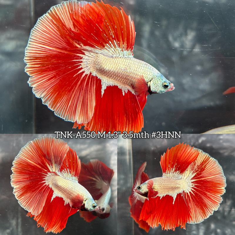 Live Male Betta Red Dragon Over Halfmoon (TNK-A550) High quality What you see What you get!!