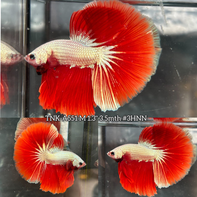Live Male Betta Red Dragon Over Halfmoon (TNK-A551) High quality What you see What you get!!
