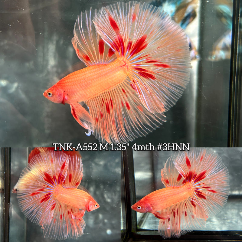 Live Male Betta Orange Vanda Armageddon Over Halfmoon (TNK-A552) High quality What you see What you get!!
