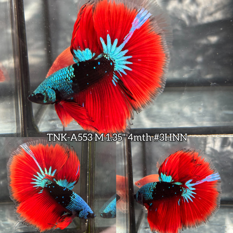Live Male Betta Red Black Blue Galaxy Avatar Over Halfmoon (TNK-A553) High quality What you see What you get!!