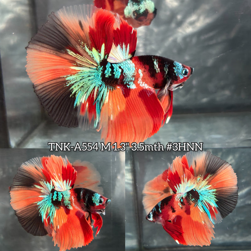 Live Male Betta Galaxy Nemo Halfmoon (TNK-A554) High quality What you see What you get!!